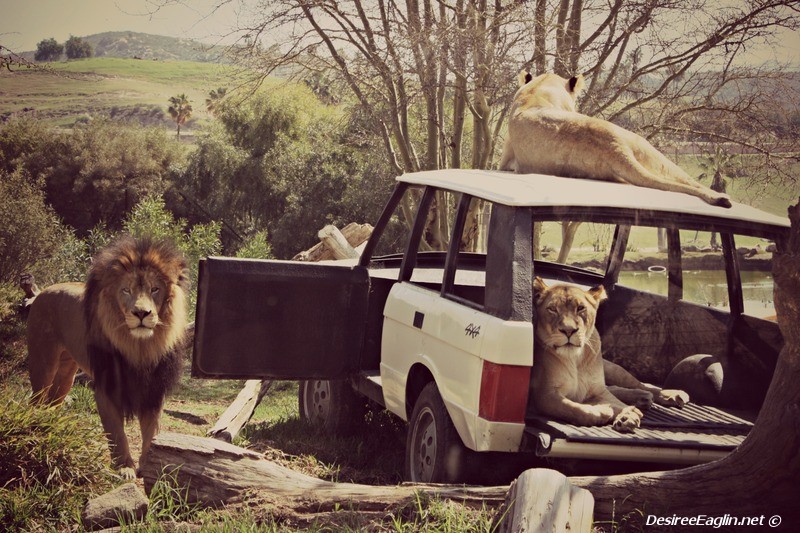 Lions